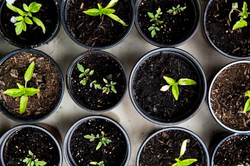 5 Ways AI Is Transforming Small-Scale Farming in India