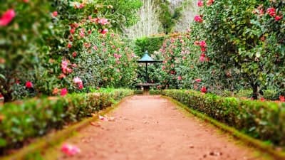 Organic Fertilizer