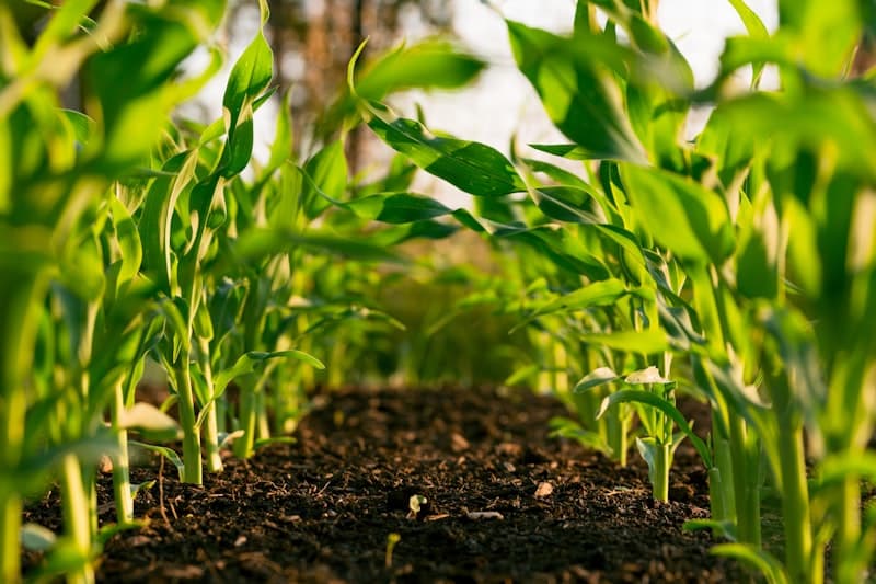 Smart farm dashboard with crop monitoring and weather data