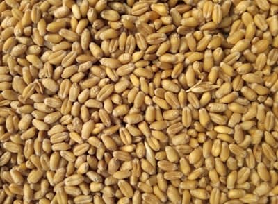 Maize
